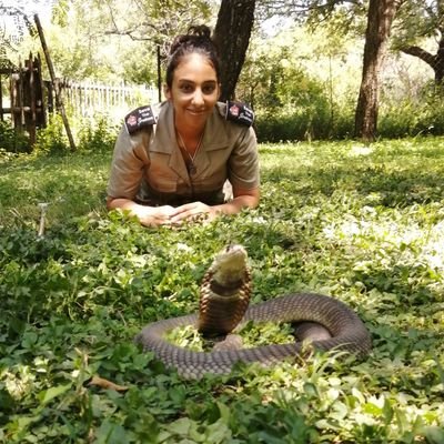 PhD candidate working on snake ecology & snakebite in South Africa🐍| #HERper 🐸🐢🦎| 🇿🇼🇿🇦 African+Indian| Africa Program Manager:@savethesnakes