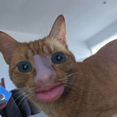 azzolina_david's profile picture. 