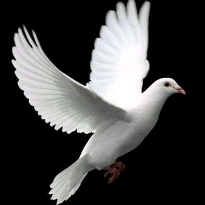 DrRicardoJohns1's profile picture. let love lead