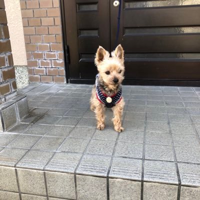 ワンちゃんとチョコレートとギターが好き。トレッキングと旅行と読書も好き。お料理も好き。他人の悪口を言う人は苦手。原発と戦争は嫌い。