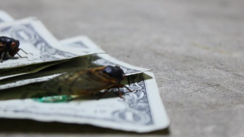 Underground cicada fighting and gambling.