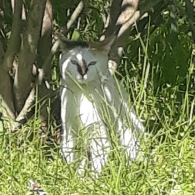 kvapp1's profile picture. 