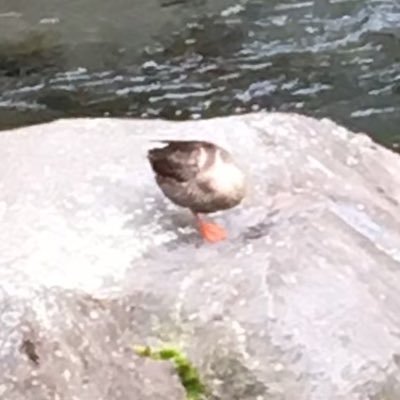 Gerbera24429064's profile picture. 