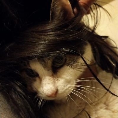 じじ猫コロンのつぶやき 眠いよ 寝よ 今日も一日 よく 寝た おやすみなさ い 気持ち 猫のいる暮らし 猫のいる幸せ ねこ 猫好きさんと繫がりたい おじさん猫 かわいい猫 猫 猫好き 猫のいびき いびき 寝坊助 寝てばっかり