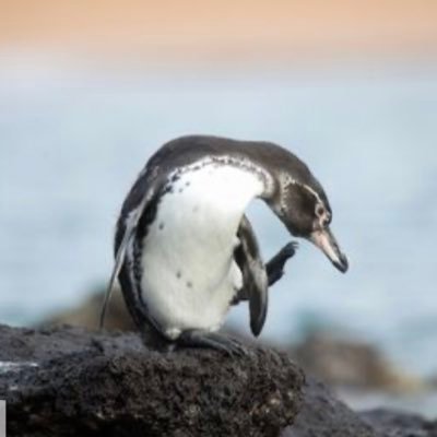 ペンギンの中で唯一赤道の上に棲むガラパゴスペンギン。ところが、公害や気候変動の影響で、その数は2,000頭以下に減少しているのだとか。