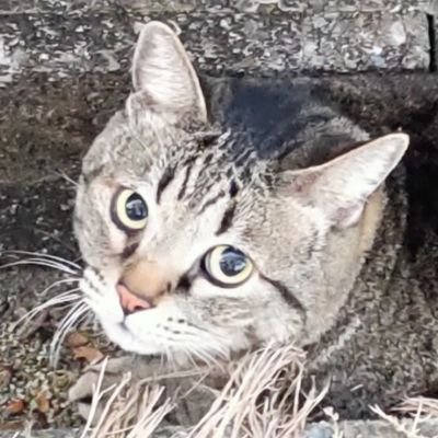 nekoさんのプロフィール画像