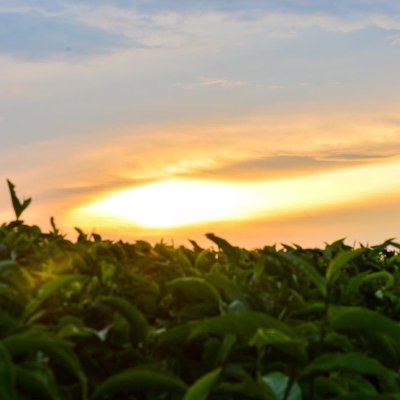 Sustainable tea production
Decent work

Follow us @tea_growers_KE
Visit https://t.co/hiDSebbJ8v

#Tea4Community