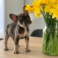 Dexter The Frenchie (@viscounttenby) 's Twitter Profile Photo