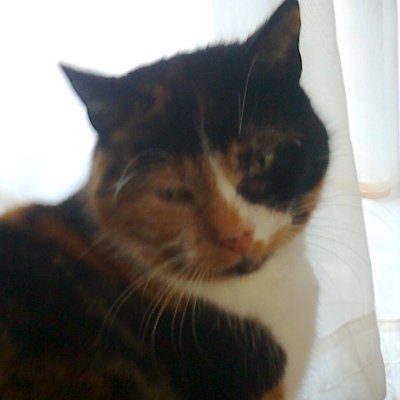 corrchri's profile picture. Adult Human Female