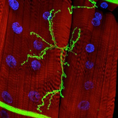 Studying the cellular and molecular mechanisms that govern synaptic growth and plasticity at the Drosophila NMJ at Teodoro Lab! #Drosophila #SynapticPlasticity