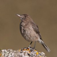 Nacho Areta (@nachornis) 's Twitter Profile