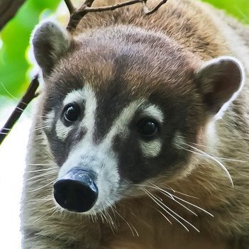 SaveExoticPets's profile picture. Exotic Pet Rescue Newtownards is Recognised as Northern Ireland's Original Rescue, Rehabilitation and Re-Homing Centre for Exotic Pets, Birds & Wild Animals