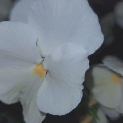 ty_scream's profile picture. スト スト ストーンズ アルティメット村民(vote垢@ty_6st) 2021年1月30日 第44回SixTONESANN