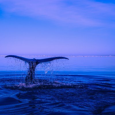 Whaleさんのプロフィール画像