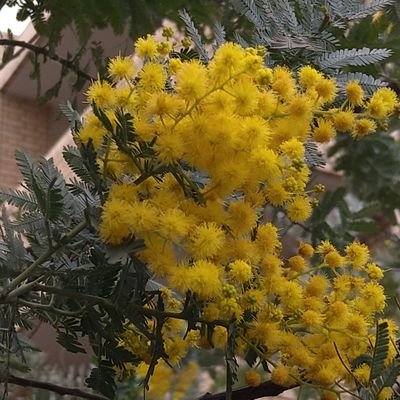 6mimoza6's profile picture. まらしぃさん💙☆彡🐸・ピアノYouTube大好きです🎹・
星🌟🌛観るのも好きです