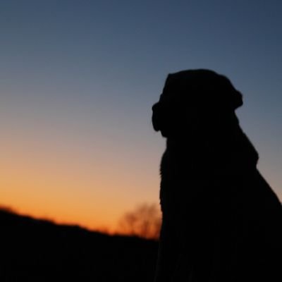 kcsarlab's profile picture. Search and rescue dog handler, starting my 8th dog. New paranormal romance writer, with the motto: the dog never dies.
