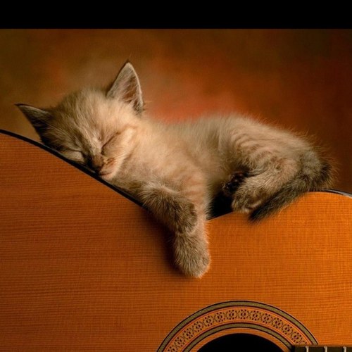 Judy_Katz's profile picture. Wife, Mother & Animal Lover