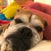 rasenbulldog (@rasenbulldog) Twitter profile photo rasenbulldog (@rasenbulldog) Twitter profile photo