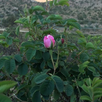 hmadh610's profile picture. لا تحرم الآخرين الأمل فقد يكون كل ما يملكونه