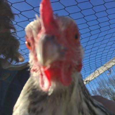 bookwormhorse's profile picture. hi,  I love animals especially horses .    Team Coordinator- Norwex .