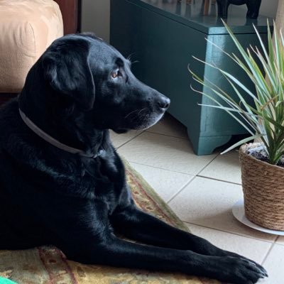 Jlm1113's profile picture. 