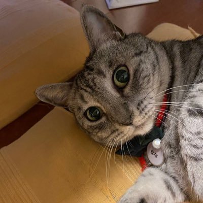 mao0802blue's profile picture. 