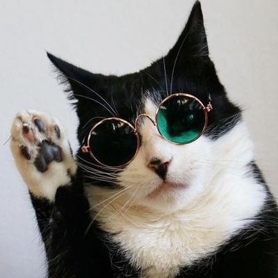 I Will Not Reign. To Serve I Disdain. The Cat I'll Remain.