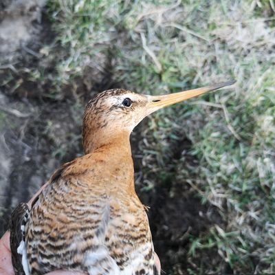 PasanenEsko's profile picture. 