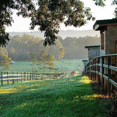 Raising equine athletes in the stunning Sunshine Coast hinterland.