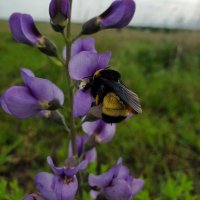 BessBotanist (@bessbotanist) 's Twitter Profile