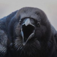 пані ворона (@chas_haos) 's Twitter Profile