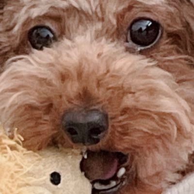 馬山ゴンザレスさんのプロフィール画像