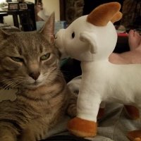 Dr. Jude Wright (@tothepanopticon) 's Twitter Profile Photo