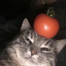 tomato 🍂🎗さんのプロフィール画像