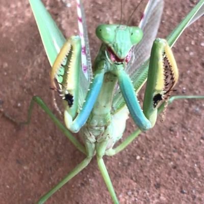 Nemamnik3's profile picture. 