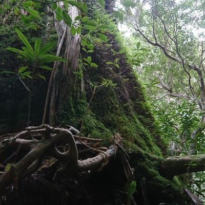 屋久島在住　悠久の地、屋久島を起点に自然や生物、人々の営み等、様々な発信をしていきたいと思います。