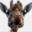 Patty Chase - @blestmama5 - Twitter