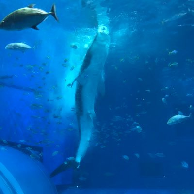 9BrzJAOMbSF3oDX's profile picture. 姫路市安室東小→白陵中・高等学校→広島大学生物生産学部03   わからないことだらけなのでよろしくお願いします💪 #春から広大