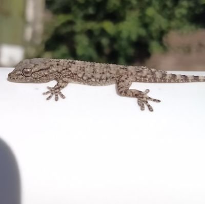 ligeia71's profile picture. overthinking