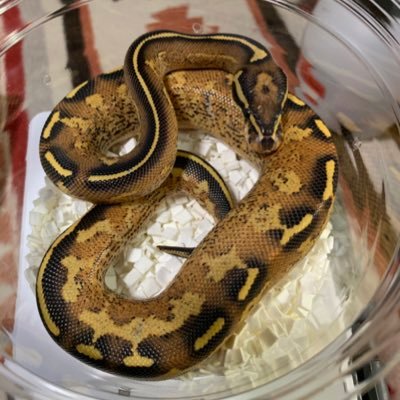 freewayzik155's profile picture. リクガメ2匹、レオパ１匹、ボールパイソン7匹まだまだ増えそう、、、 ブリーダー目指してます！