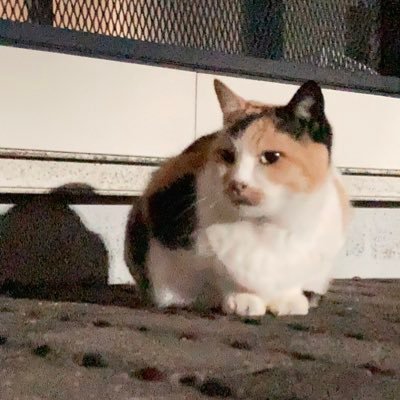 夜隅🐳さんのプロフィール画像