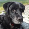 BlackLabrador10's profile picture. 