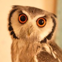 アフリカオオコノハズクのごま🦉 (@sesame_owl) 's Twitter Profile Photo