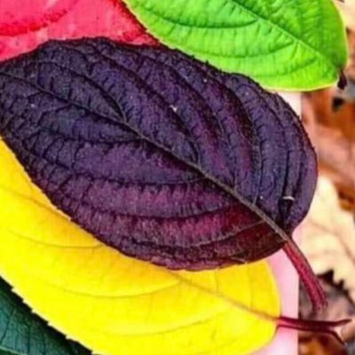 essa4u2's profile picture. رحِم الله والدي و والدتي واموات المسلمين وأسكنهم فسيح جناته