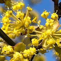 Primalpe (@primalpecanzo) 's Twitter Profile Photo