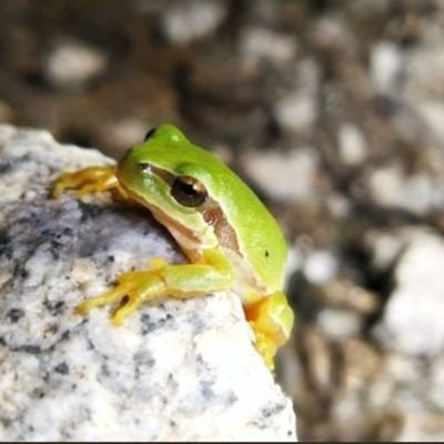 Ella/she
A la mierda, pero nos vamos todes juntes. Les niñes son personas y sin el mezclador de argamasa el albañil no puede conseguir puntos de victoria.