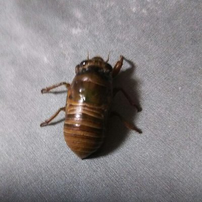 fOA0PJP3SI6GqJ6's profile picture. 阪大シス
ゲームと植物好き
新しい楽しみなことを増やしたい