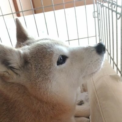 🌈🐶shibainu SHAKURA🌸 2006年2月生まれ🐕17歳半♀👵乳癌や膵炎に認知症を患い、2023年8月お空組に🌈🐕お世話係お姉が代筆するわん🐶👩 柴犬始め犬仲間が増えると嬉しいわん🐶🎶 よろしくお願いするわん🐶☺ #柴犬  #shibainu #老犬 #秘密結社老犬倶楽部天国支部