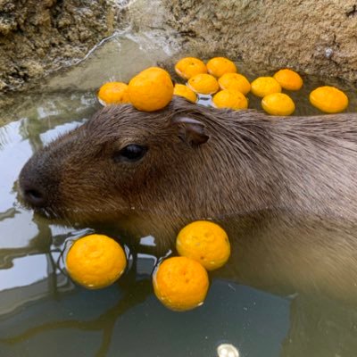 福井県福井市足羽山公園遊園地の公式アカウントです。動物たちの日常や、園内の様子をご紹介します。※このアカウントは福井市足羽山公園事務所が運営しています。 https://t.co/OdcQCTUzzu