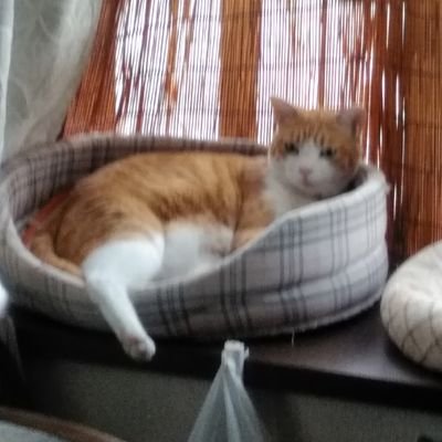 マコ猫太郎 失礼します 湯楽城結構行ってました また再開との事ですね 場所が場所だけに車必須ですが いつ行っても空いているので心配になり飲食してお金落としてます サウナは普通ですがマットの置き場などよく解らないですが 施設の異世界感が良きで